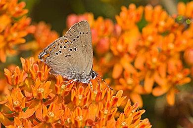 《皮克敏4》开发者访谈 游戏深度与简单玩法如何平衡